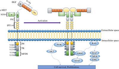 HGF/c-Met Axis: The Advanced Development in Digestive System Cancer